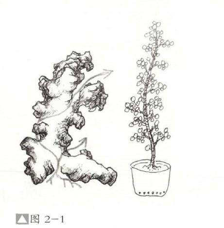 图解 怎么制作石上树式盆景的方法