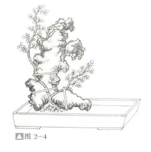 图解 怎么制作石上树式盆景的方法