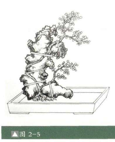 图解 怎么制作石上树式盆景的方法