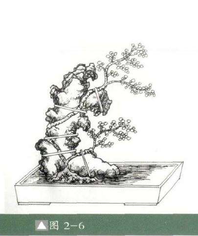 图解 怎么制作石上树式盆景的方法