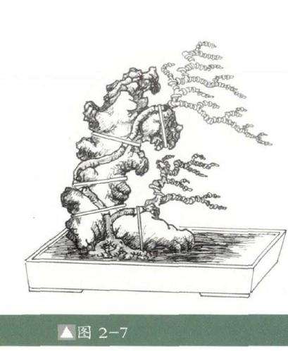 图解 怎么制作石上树式盆景的方法