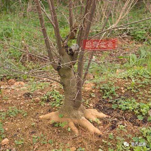 朴树下山桩怎么栽培的方法