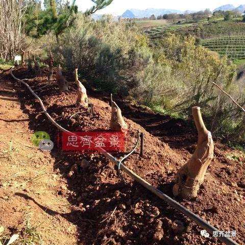 朴树下山桩怎么栽培的方法