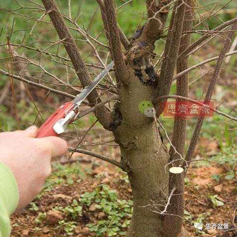 朴树下山桩怎么栽培的方法
