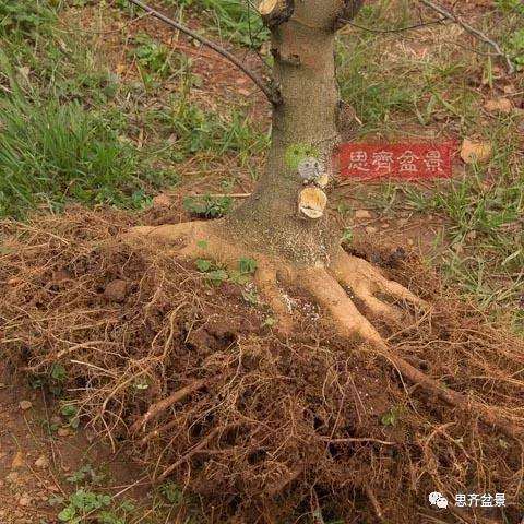 朴树下山桩怎么栽培的方法