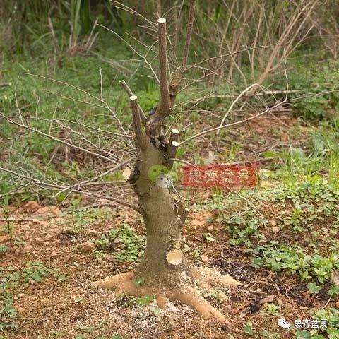 朴树下山桩怎么栽培的方法