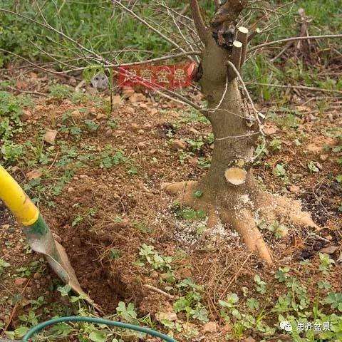 朴树下山桩怎么栽培的方法