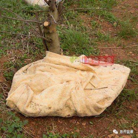 朴树下山桩怎么栽培的方法