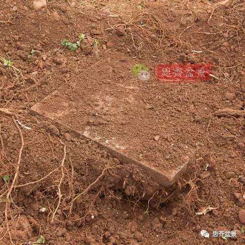 朴树下山桩怎么栽培的方法