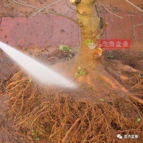 朴树下山桩怎么栽培的方法