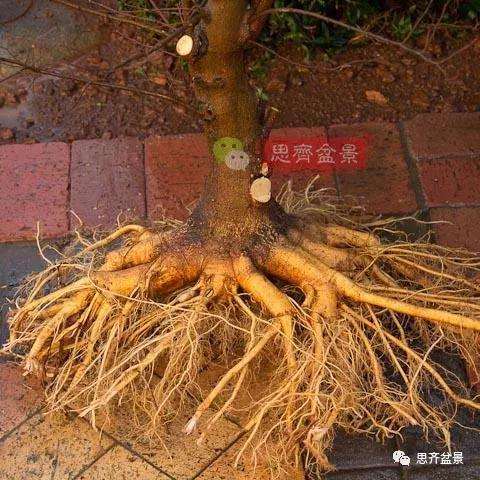 朴树下山桩怎么栽培的方法