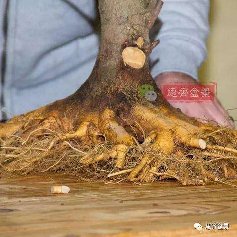 朴树下山桩怎么栽培的方法