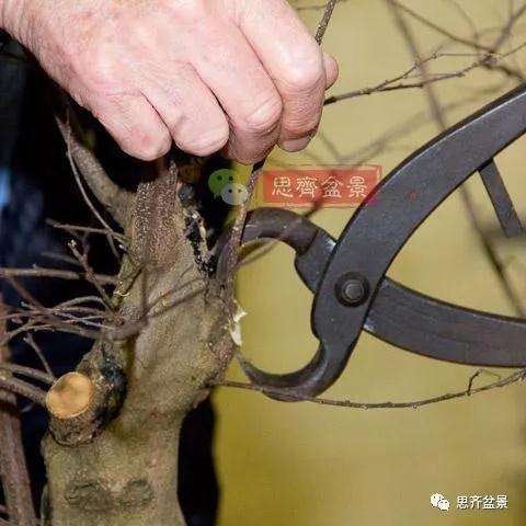 朴树下山桩怎么栽培的方法