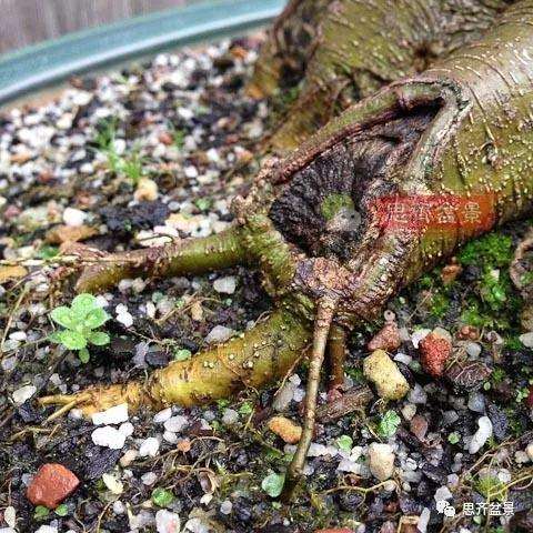 朴树下山桩怎么栽培的方法