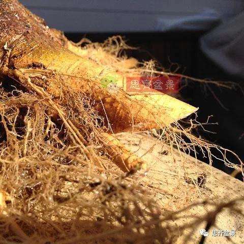 朴树下山桩怎么栽培的方法