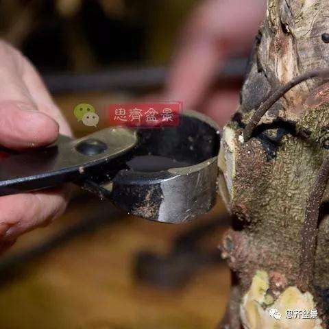 朴树下山桩怎么栽培的方法