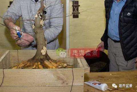 朴树下山桩怎么栽培的方法