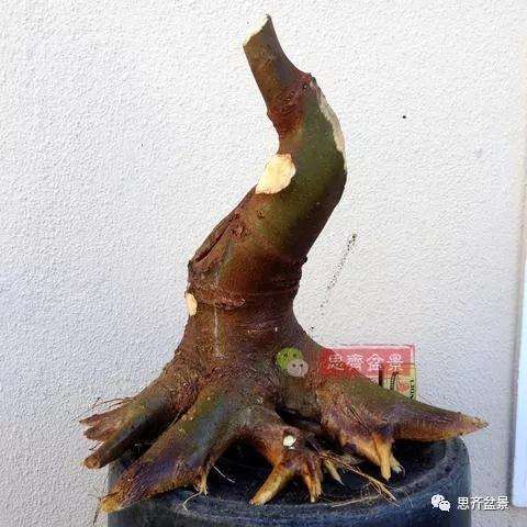 朴树下山桩怎么栽培的方法