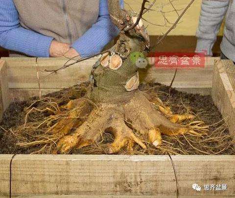 朴树下山桩怎么栽培的方法