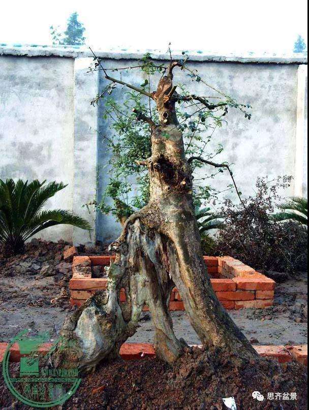 图解 对节白蜡老桩怎么培育的方法