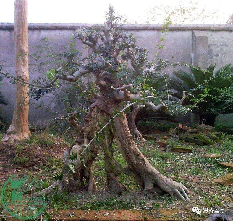 图解 对节白蜡老桩怎么培育的方法