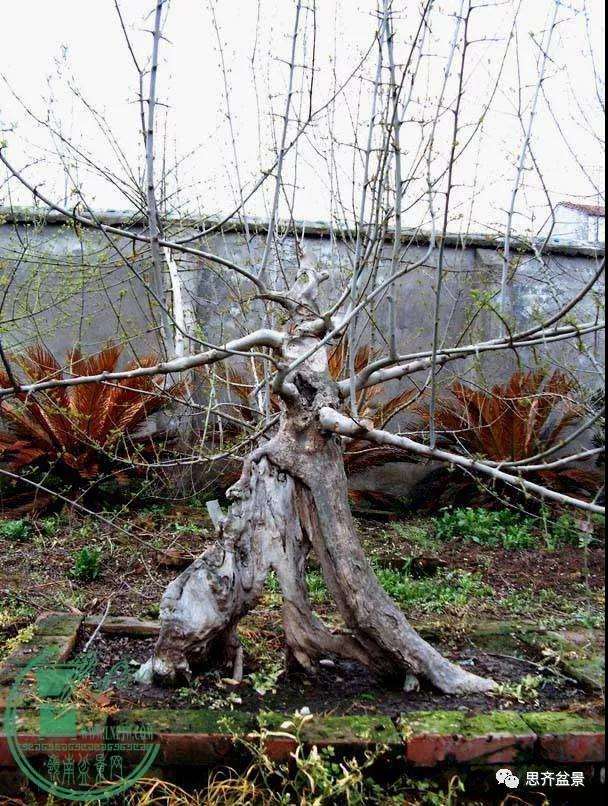 图解 对节白蜡老桩怎么培育的方法