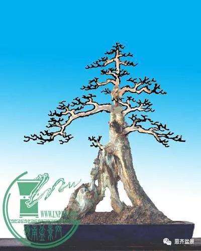 图解 对节白蜡老桩怎么培育的方法