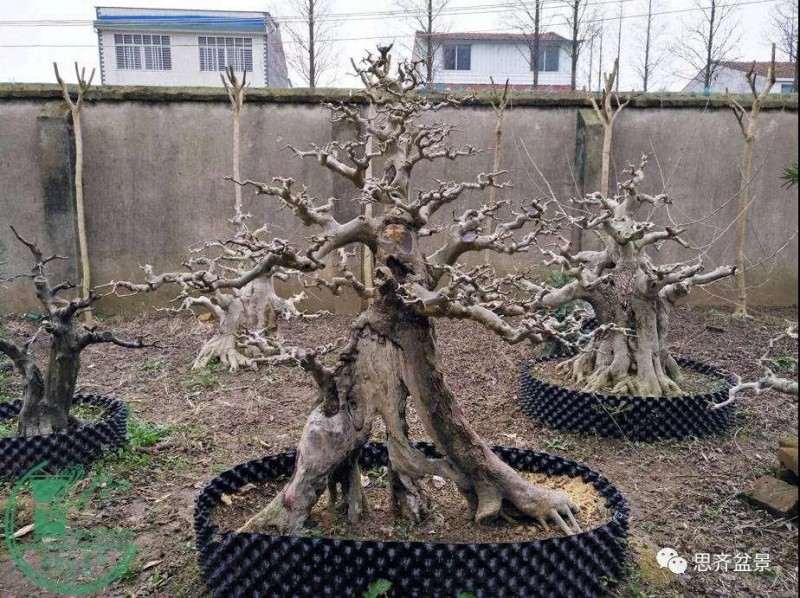 图解 对节白蜡老桩怎么培育的方法