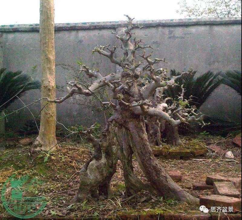 图解 对节白蜡老桩怎么培育的方法