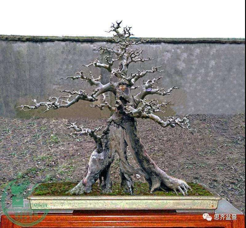 图解 对节白蜡老桩怎么培育的方法