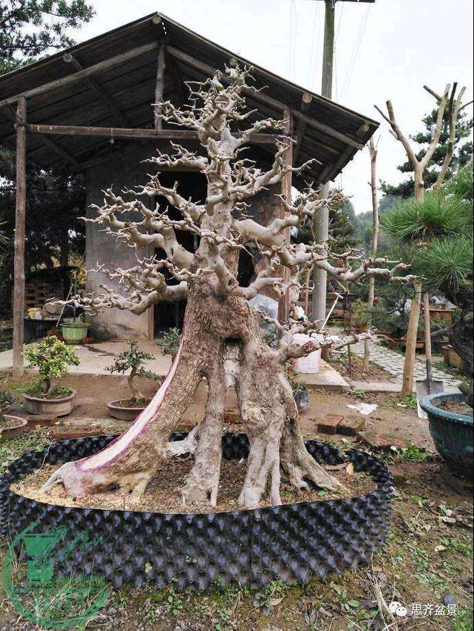 图解 对节白蜡老桩怎么培育的方法