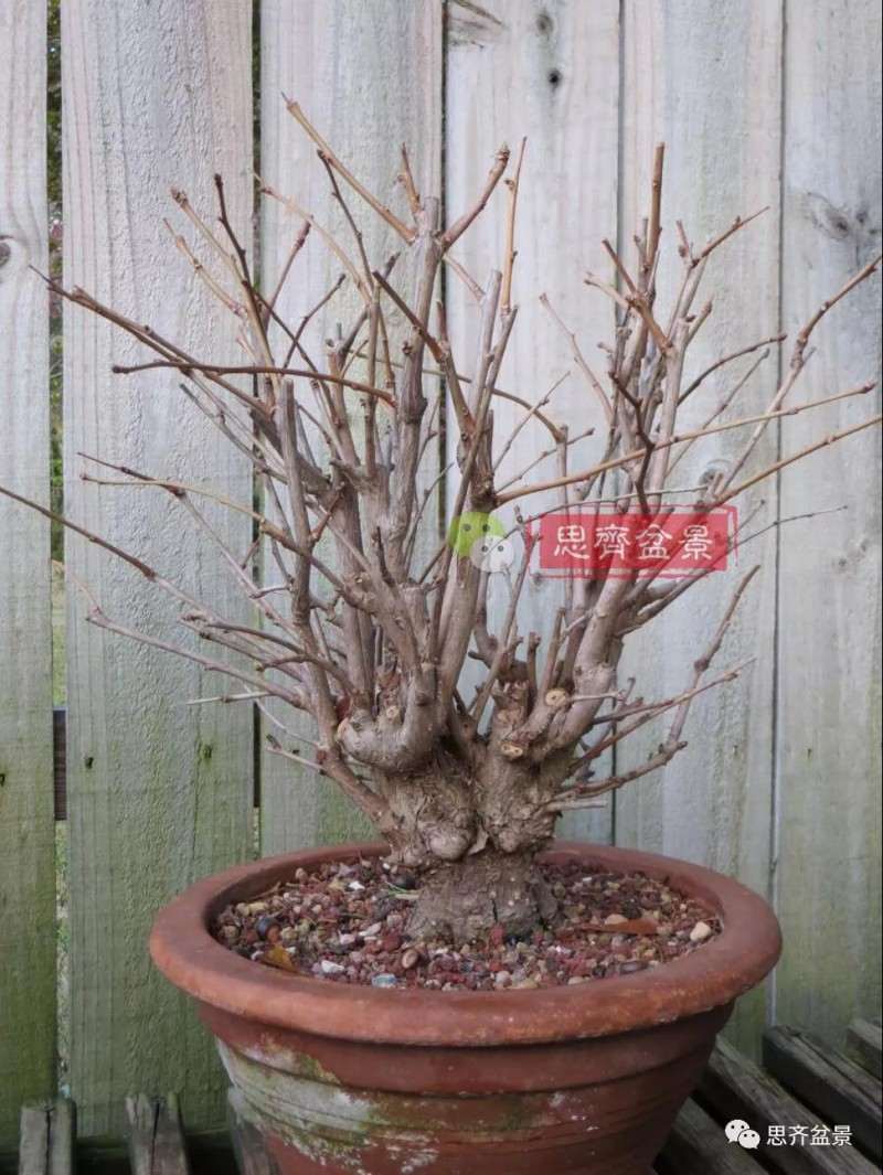 银杏盆景怎么上盆制作的过程