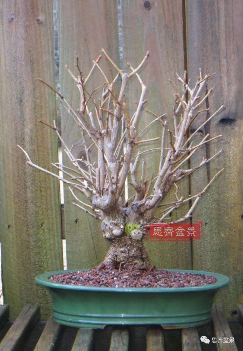 银杏盆景怎么上盆制作的过程