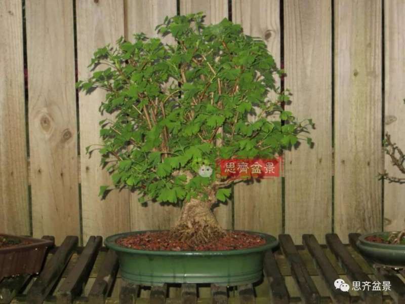 银杏盆景怎么上盆制作的过程