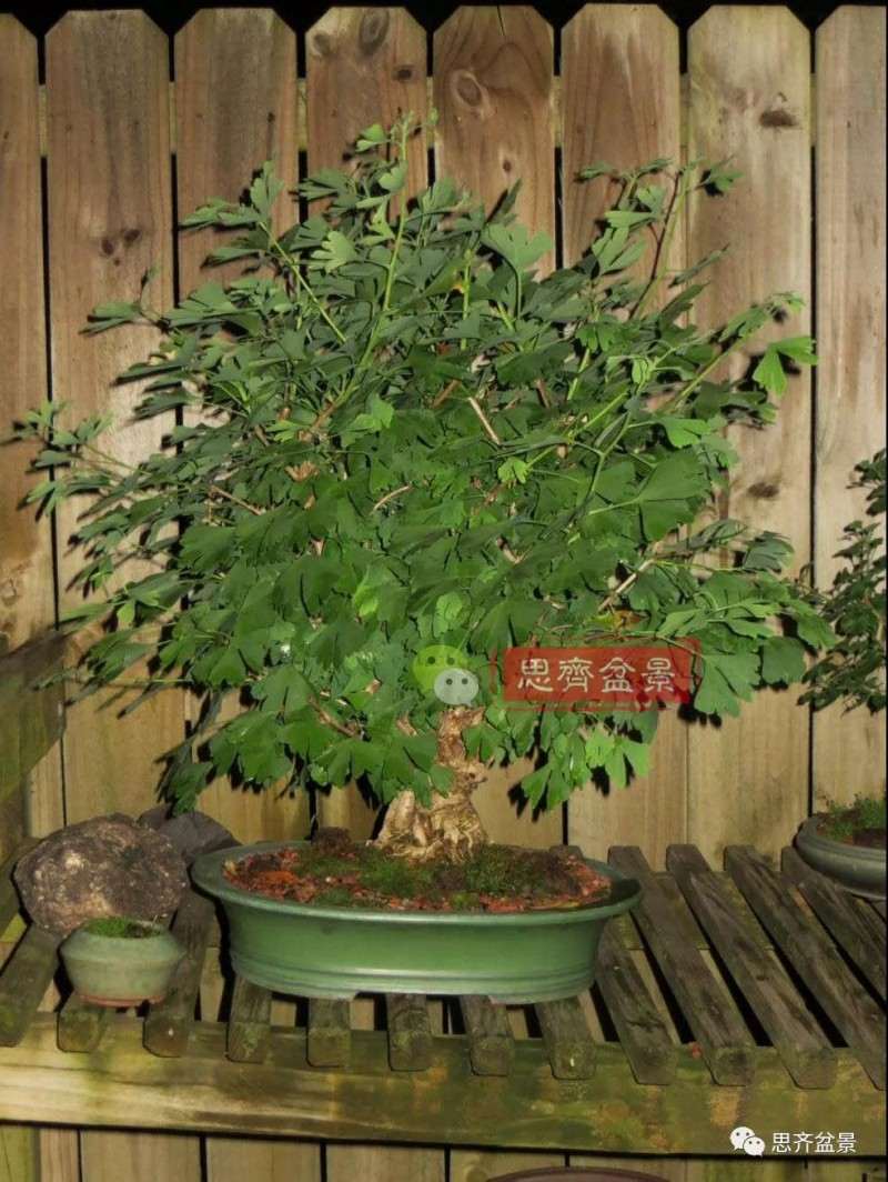 银杏盆景怎么上盆制作的过程