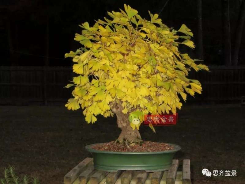 银杏盆景怎么上盆制作的过程