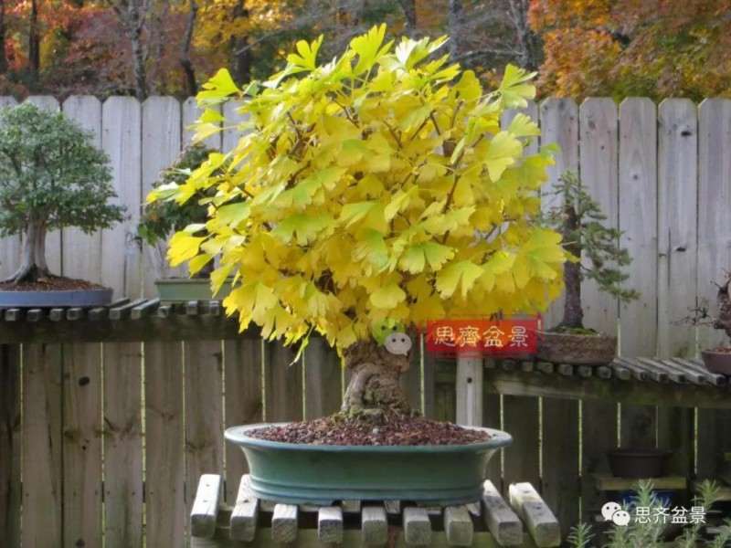 银杏盆景怎么上盆制作的过程
