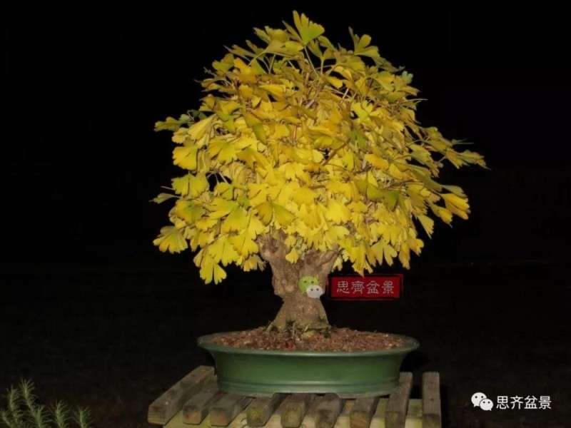 银杏盆景怎么上盆制作的过程