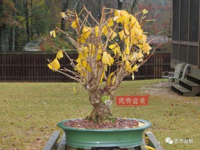 银杏盆景怎么上盆制作的过程