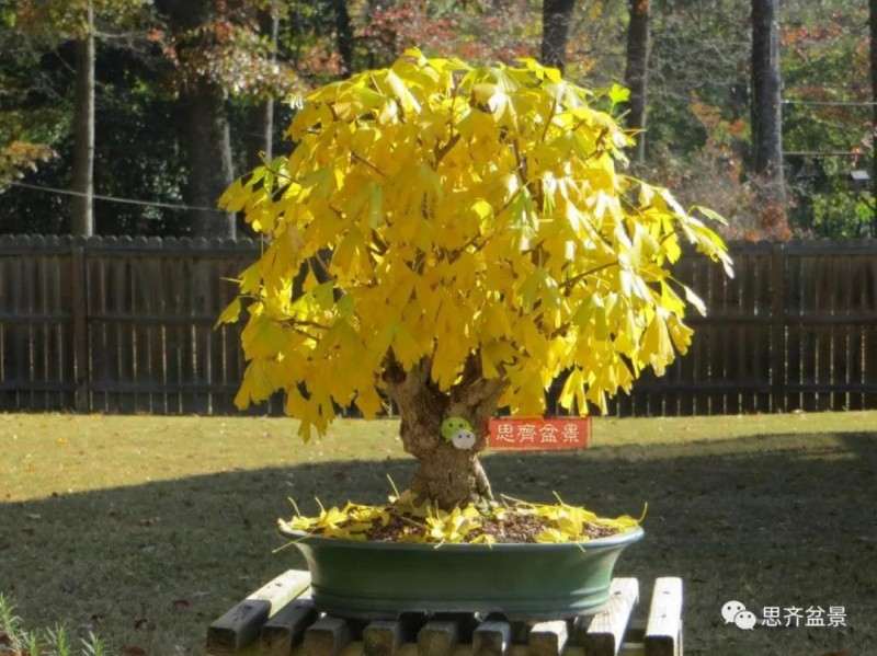 银杏盆景怎么上盆制作的过程