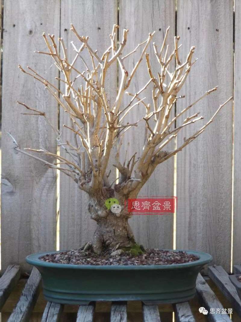 银杏盆景怎么上盆制作的过程