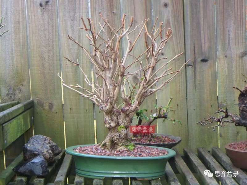 银杏盆景怎么上盆制作的过程