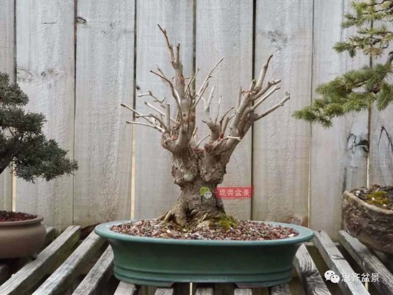 银杏盆景怎么上盆制作的过程