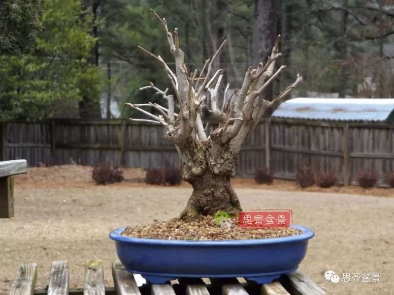 银杏盆景怎么上盆制作的过程