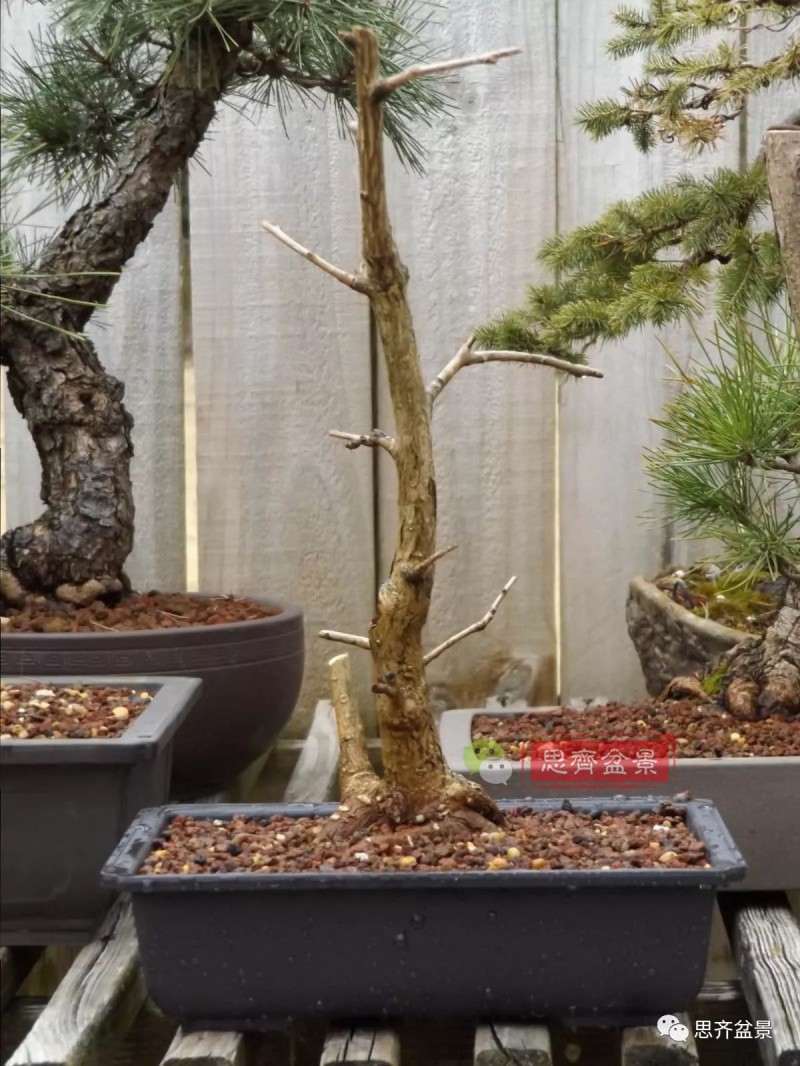 银杏盆景怎么上盆制作的过程