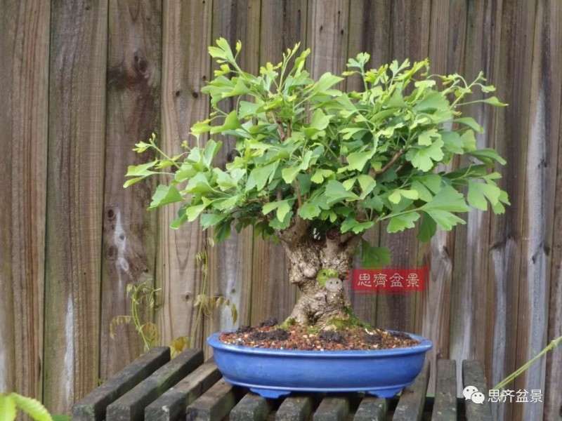 银杏盆景怎么上盆制作的过程