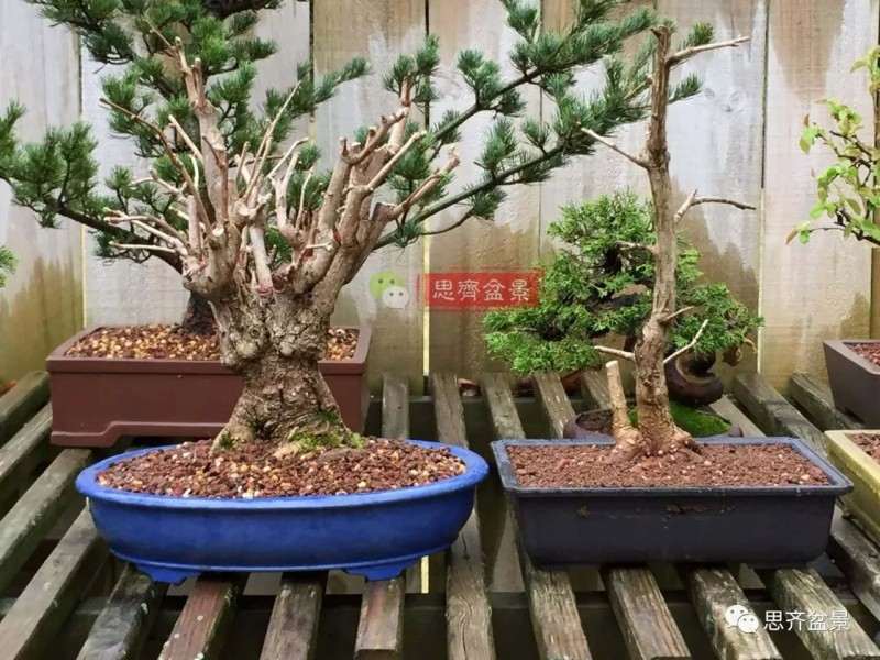 银杏盆景怎么上盆制作的过程