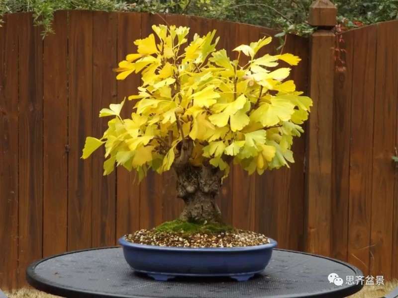 银杏盆景怎么上盆制作的过程