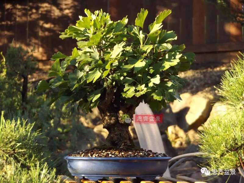 银杏盆景怎么上盆制作的过程