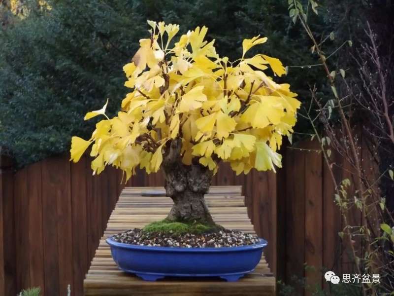 银杏盆景怎么上盆制作的过程